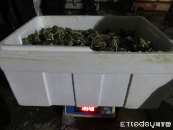 戴奧辛蟹神回收？業者「疑用不明蟹充數」多137箱、8百公斤。（圖／新北市衛生局提供）