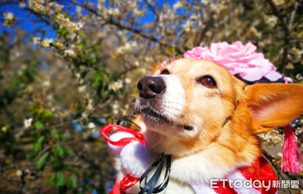 ▲繁殖場柯基犬獲救後，展開笑容和爸走遍天下。（圖／粉絲專頁「安娜女王 Queen Anna」授權提供）