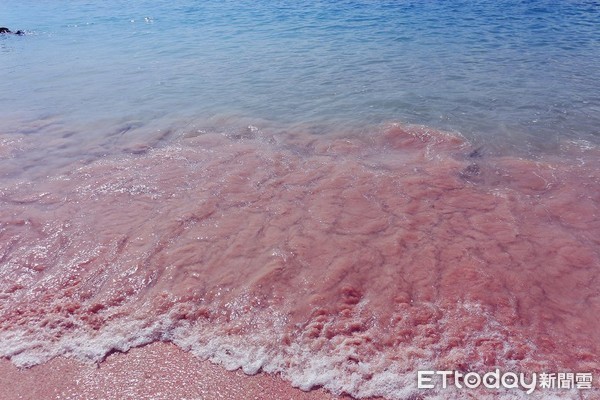 ▲▼印尼科摩多國家公園粉色沙灘,粉紅沙灘,Pink Beach。（圖／記者蔡玟君攝）