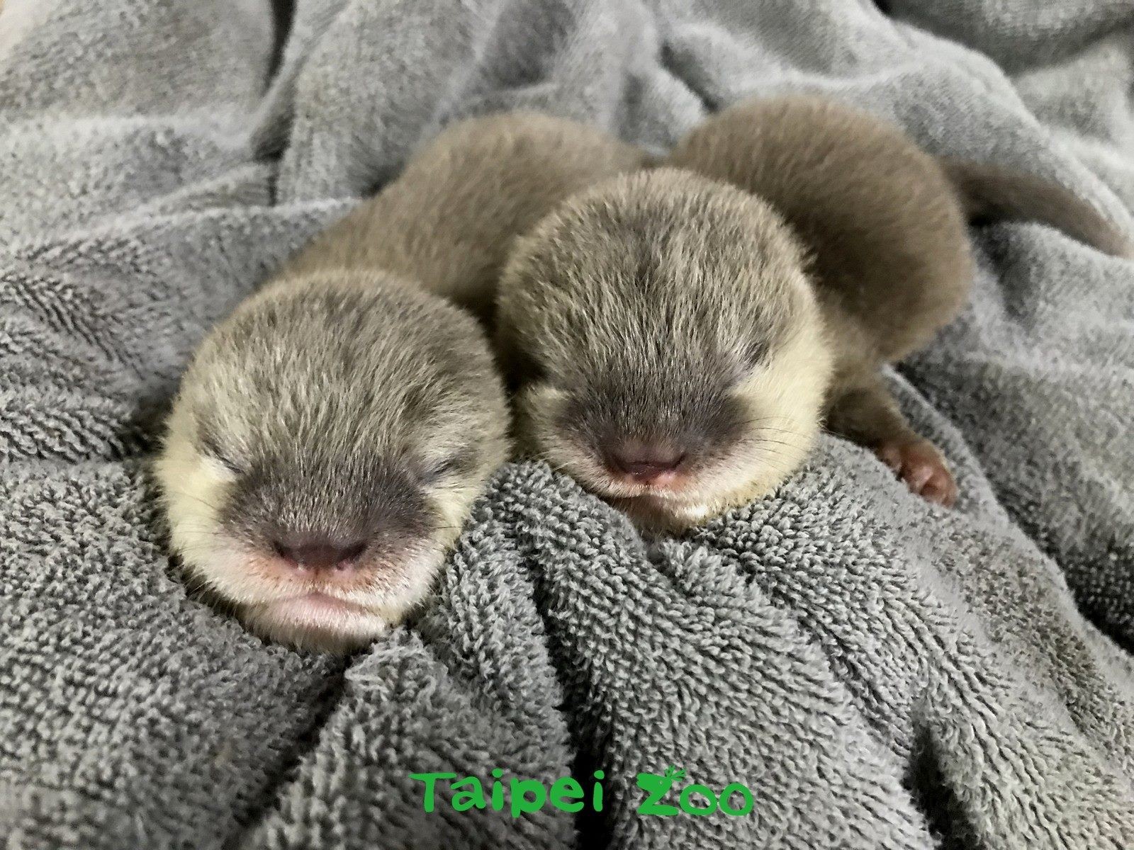 動物園水獺雙胞胎誕生！（圖／台北市立動物園提供）