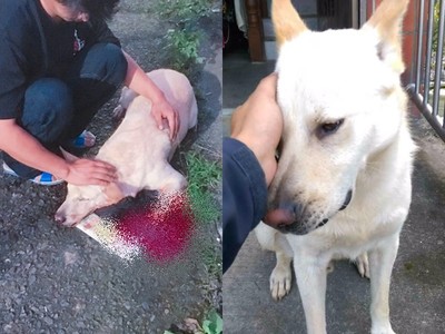 影/屁孩鹦鹉偷咬大腿肉.妈痛到尖叫要揍人 它呵呵大笑叫爸爸看