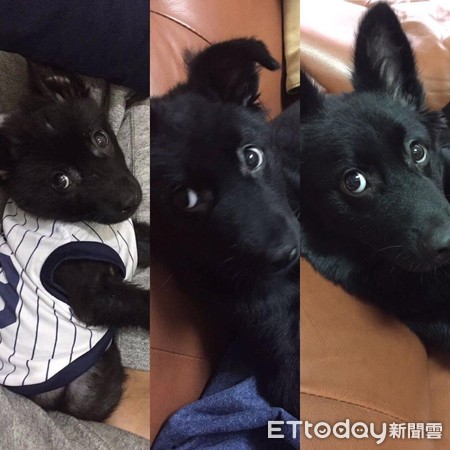 米豆總是很深情地把男主人「攬緊緊」。（圖／女飼主張小姐授權提供）