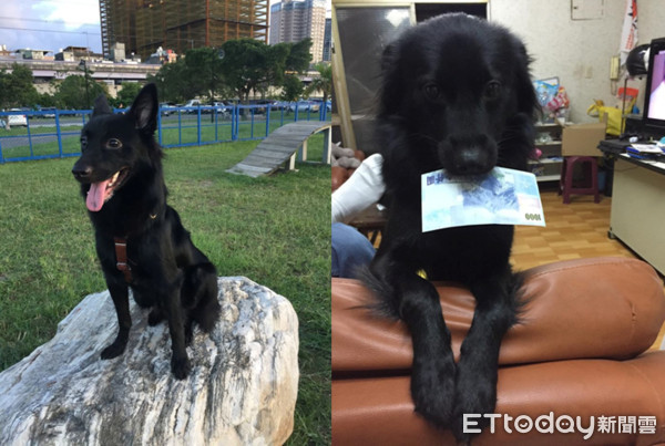 米豆總是很深情地把男主人「攬緊緊」。（圖／女飼主張小姐授權提供）