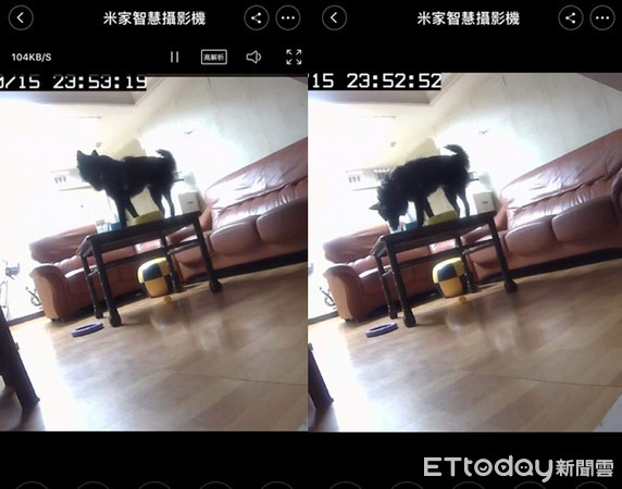 米豆總是很深情地把男主人「攬緊緊」。（圖／女飼主張小姐授權提供）