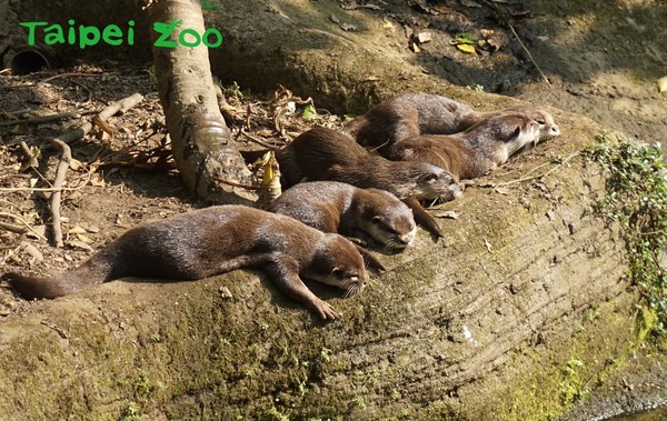 動物園水獺雙胞胎誕生！（圖／台北市立動物園提供）