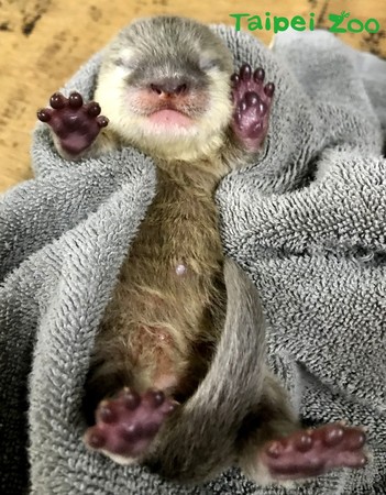 動物園水獺雙胞胎誕生！（圖／台北市立動物園提供）