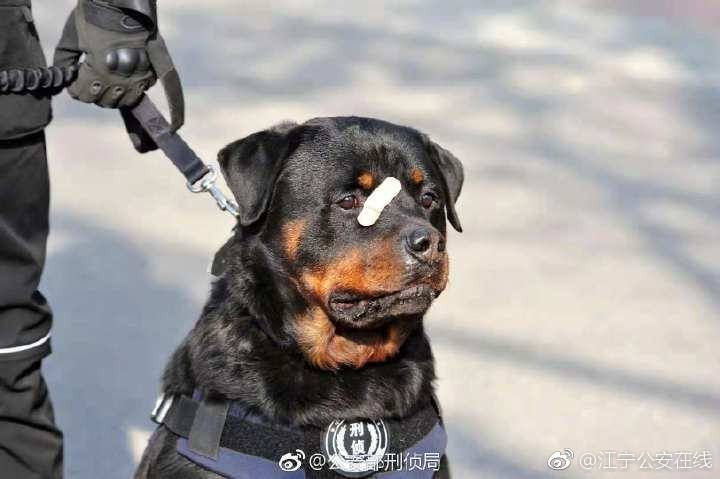 小黑警犬 眉間貼ok蹦 超委屈乖坐萌力爆表 4萬人全融化 Ettoday寵物雲 Ettoday新聞雲