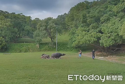 奧米加獸「生了」! 北藝大新校牛「希望叫墮天地獄獸」 | ETtoday生活新聞 | ETtoday新聞雲