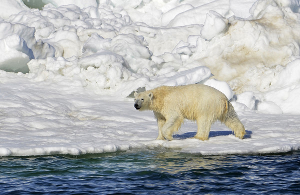 ▲2014年時拍到的，一隻在楚科奇海趴趴走的北極熊。(圖／達志影像／美聯社) 