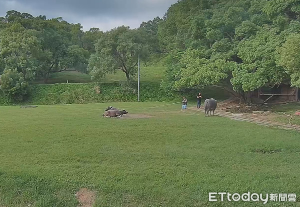 北藝大校牛。（圖／北藝大護校神獸小麗&奧米加咆哮獸提供）