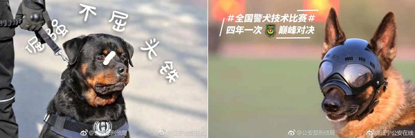 小黑警犬 眉間貼ok蹦 超委屈乖坐萌力爆表 4萬人全融化 Ettoday寵物雲 Ettoday新聞雲