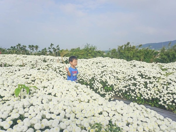 ▲▼銅鑼杭菊。（圖／小腹婆大世界提供）