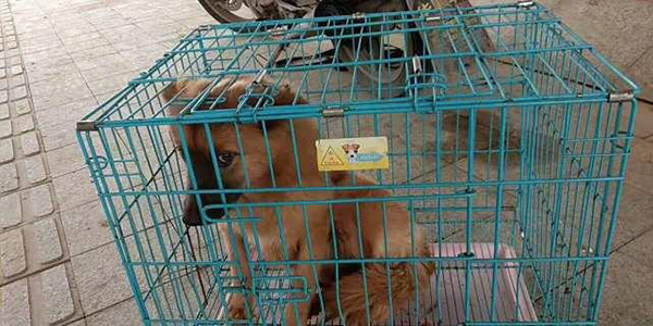 ▲咬人的流浪狗已被警方捕抓關到籠子中。（圖／翻攝自《澎湃新聞》）