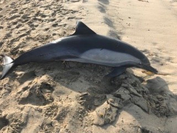 ▲▼ 美國加州海灘8日出現一具海豚遺體，16日證實死於槍傷。（圖／翻攝自臉書／Marine Animal Rescue）