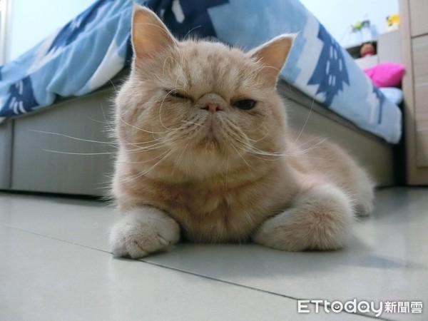 ▲有箱子就跩上天 ！　扁臉貓「大爺式饋手」鼻孔看媽：9453～。（圖／飼主黃吱吱提供）