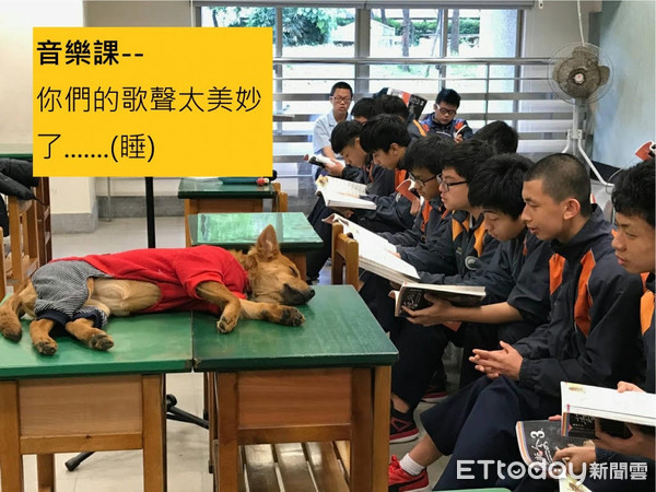 三多國中校犬黑鼻。（圖／新北市動保處提供）