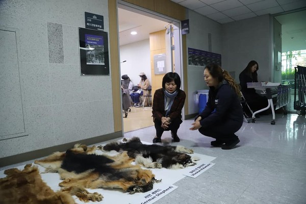 韓CARE呼籲禁止貓狗毛皮進口。（圖／翻攝自동물권단체 케어 / CARE）