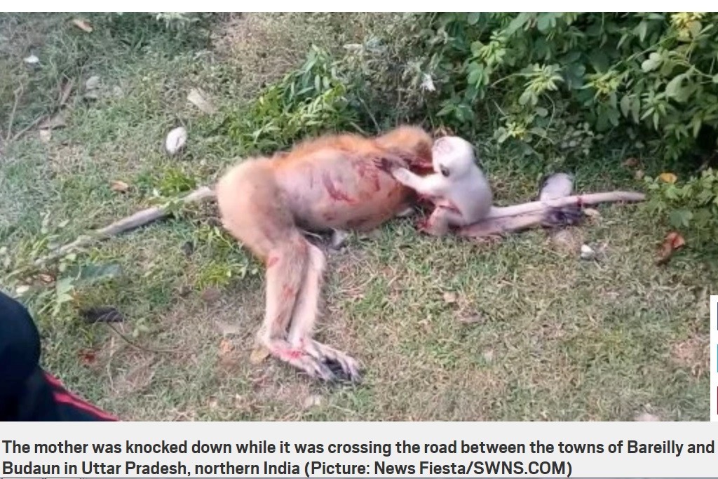 ▲▼印度一隻母猴子被撞死，寶寶在一旁發出難過悲鳴。（圖／翻攝自Metro）