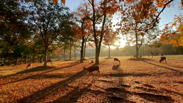 ▲▼奈良公園。（圖／截自菜菜子影片）