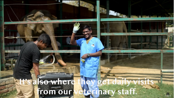 ▲▼印度首間大象醫院。（圖／截自Youtube／Wildlife SOS）