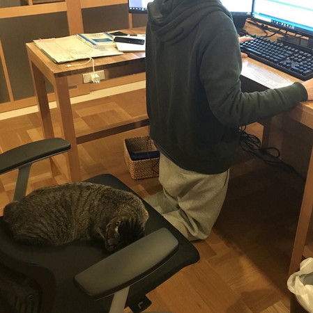 ▲▼奴性堅強！聖上椅子上睡翻...爸跪著看電腦：有貓陪工作更累。（圖／翻攝自Twitter:marumittu_）