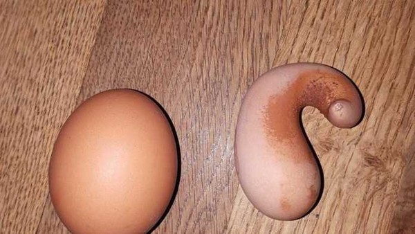 ▲▼ 吉亞在農舍發現一顆「便便狀」的詭異雞蛋，相比一般雞蛋狹長。（圖／翻攝GEA BERCULO臉書）