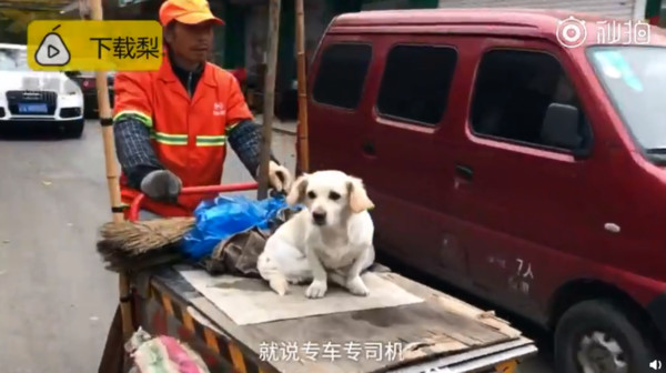 ▲▼狗,毛小孩。（圖／翻攝自梨視頻）