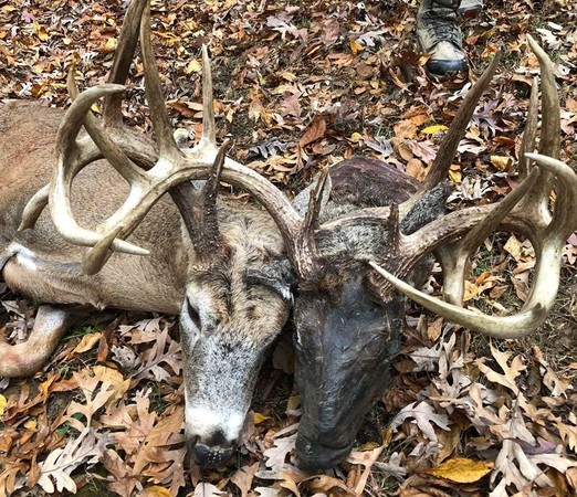 ▲▼ 美國肯塔基州男子鮑伯隆（Bob Long）11日外出打獵時，成功捕獲一隻雄鹿，但卻意外發現牠的鹿角卡著另顆雄鹿的頭部。（圖／翻攝自臉書@kdfwr）