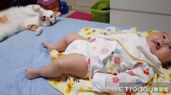 ▲橘白貓打哈欠下秒「寶寶被傳染」　同步瞇眼張嘴萌到爸狂冒愛心。（圖／有點毛毛的／鍾宏玠提供）