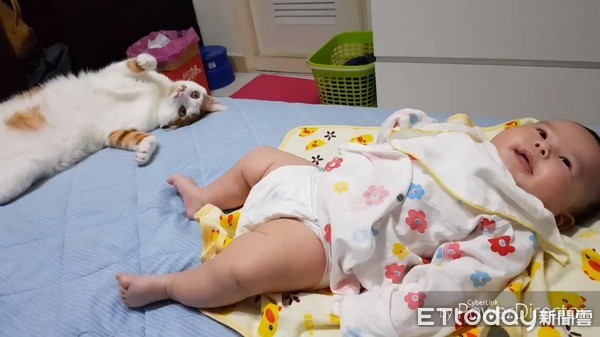 ▲橘白貓打哈欠下秒「寶寶被傳染」　同步瞇眼張嘴萌到爸狂冒愛心。（圖／有點毛毛的／鍾宏玠提供）