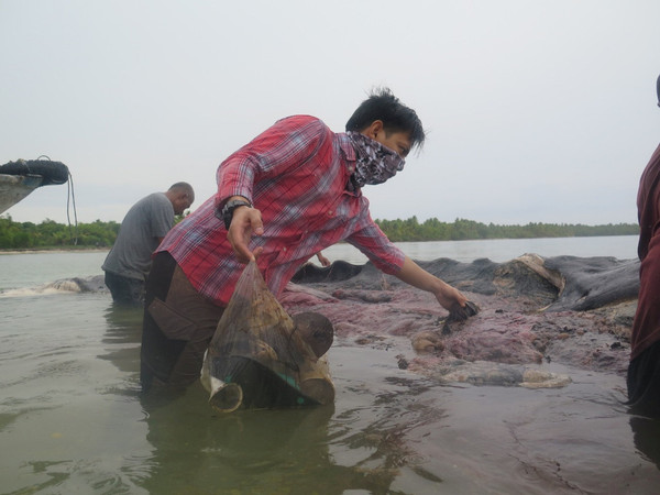 ▲▼印尼瓦卡托比（Wakatobi）國家公園岸邊20出現一頭抹香鯨屍，鯨屍內含有5.9公斤大量塑膠垃圾。（圖／路透）