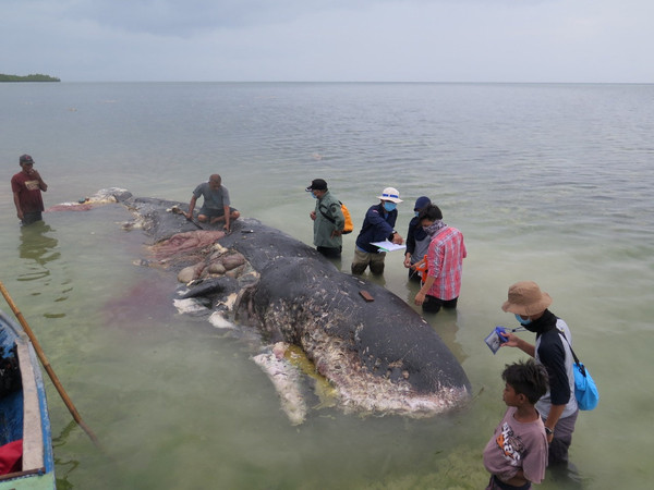 ▲▼印尼瓦卡托比（Wakatobi）國家公園岸邊20出現一頭抹香鯨屍，鯨屍內含有5.9公斤大量塑膠垃圾。（圖／路透）