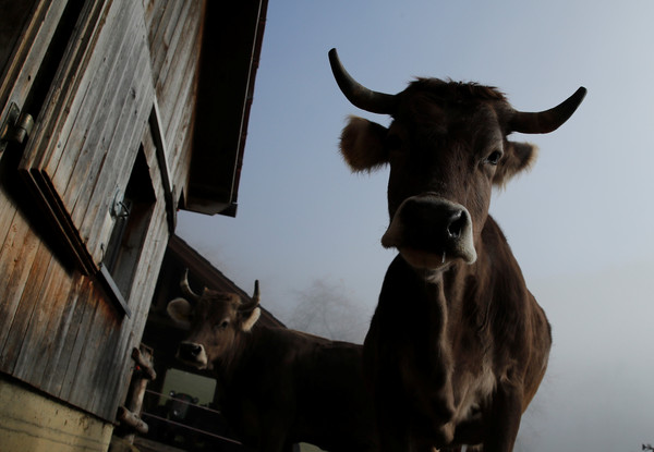 ▲▼瑞士農民卡保羅（Armin Capaul）發起公投，希望能夠讓有角的牛有放牧空間，減少被「去角質」。（圖／路透）