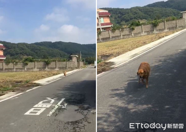 姐姐來了！「奇異果」奔1KM迎接。（圖／飼主楊傻布提供，請勿隨意翻拍，以免侵權。）