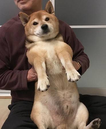 胡麻柴餓到鬧脾氣，叼鐵碗怒摔！（圖／翻攝自Instagram@marutheshiba）