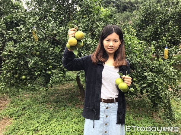 ▲ 新北八里「帝王柑」檸檬清香　清爽解膩好味道。（圖／新北市農業局提供）