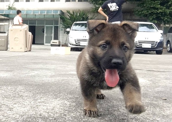 ▲新北警犬隊生力軍加入！　小萌汪架式十足網友全融化。（圖／翻攝自「新北市政府警察局 警犬隊 NTPD K-9 Unit」臉書粉絲專頁）