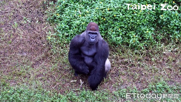 ▲金剛猩猩迪亞哥,山羌。（圖／臺北市立動物園）