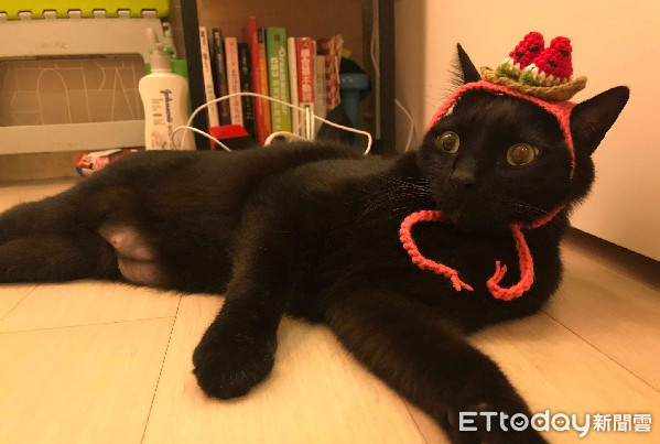 ▲冷氣廠商推薦「養貓除鼠」，飼主神回應。（圖／粉絲專頁「狗子人生」授權提供）