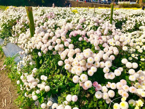 ▲▼苗栗銅鑼九湖杭菊。（圖／Zoe吃遊記 旅遊景點打卡美食分享提供）