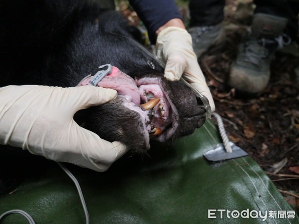 ▲▼林務局研究團隊完成首宗野生台灣黑熊救傷後野放。（圖／記者陳豐德翻攝）