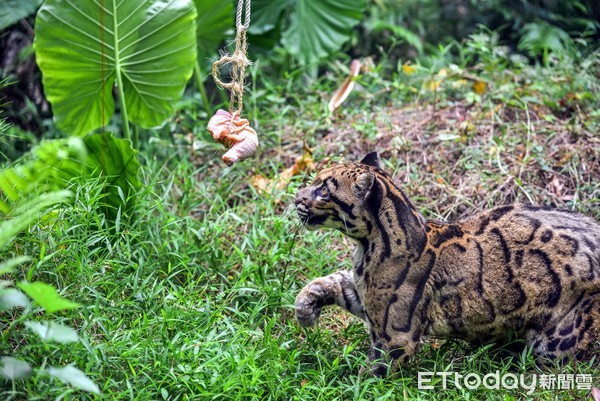 雲豹奶奶雲新辭世。（圖／台北市立動物園提供）