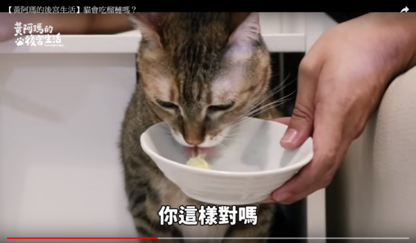 黃阿瑪的後宮生活測試貓會不會吃榴槤。（圖／翻攝自Youtube／黃阿瑪的後宮生活）