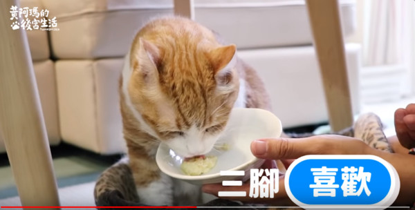 黃阿瑪的後宮生活測試貓會不會吃榴槤。（圖／翻攝自Youtube／黃阿瑪的後宮生活）
