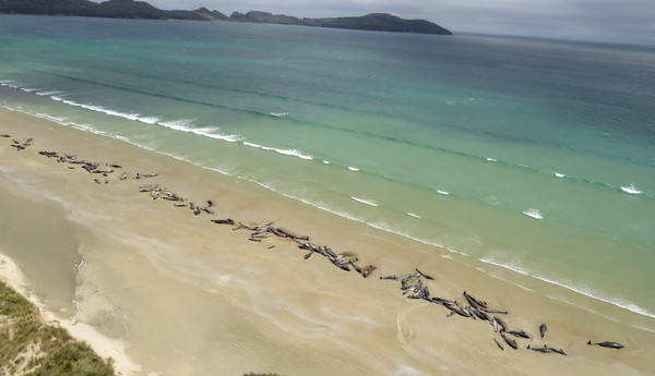 ▲▼紐西蘭斯圖爾特島的沙灘上，共有145隻領航鯨死亡。    。（圖／路透）