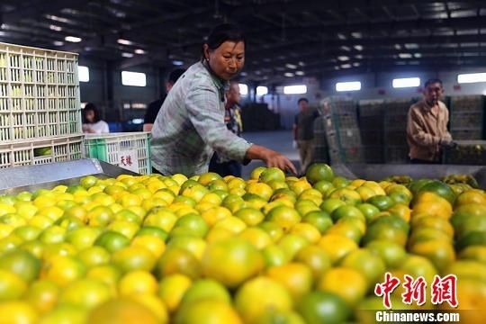 ▲▼湖北省宜昌市的柑橘業，接下義、俄等4國的大單。（圖／翻攝自中新網）