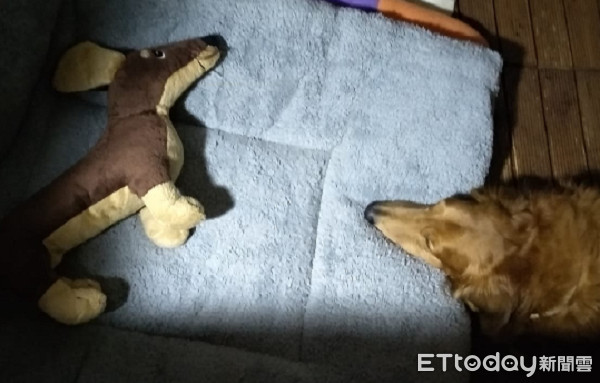▲狗狗把床讓給娃娃睡。（圖／網友Rui Lin授權提供）