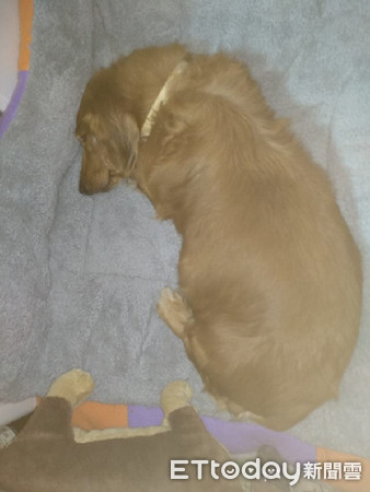 ▲狗狗把床讓給娃娃睡。（圖／網友Rui Lin授權提供）