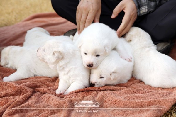 ▲▼ 北韓領導人金正恩贈給南韓總統文在寅的兩隻豐山犬中的一隻生下6隻小狗。（圖／翻攝自推特／@TheBlueHouseKR）