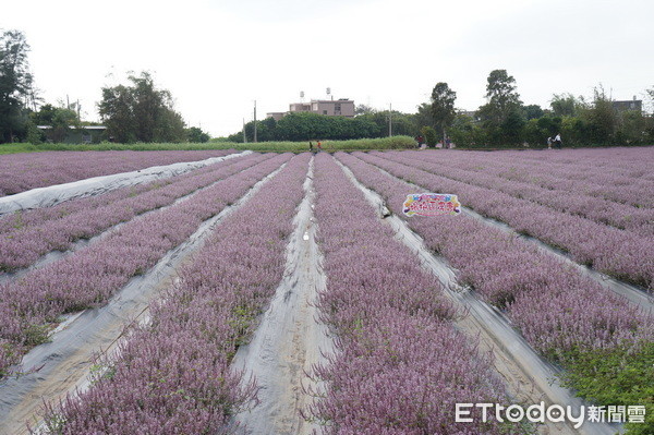 ▲2018桃園花彩節首推仙草花海，讓您宛如置身北海道薰衣草田。（圖／記者楊淑媛攝）